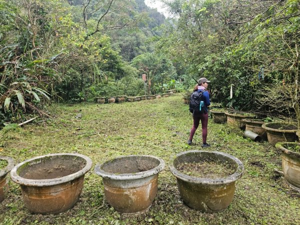20241222冷飯坑山-楓子林山-烏月山群峰-昇高坑山-竹麻寮山2674712