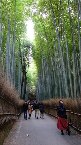日本京都嵐山652068