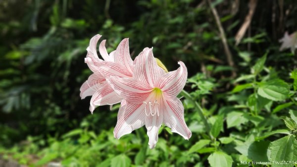 《台中》郊山飆汗｜潭子新田登山步道上聚興山O繞202510042904445