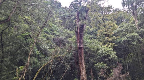 司馬庫斯巨木步道2861097