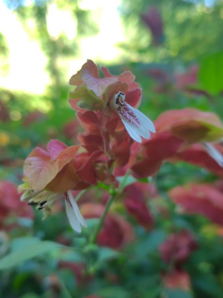 達娜伊谷-里美避難步道-巨石板步道-約富霓2788594