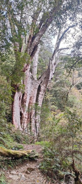 拉拉山國家森林遊樂區2752253