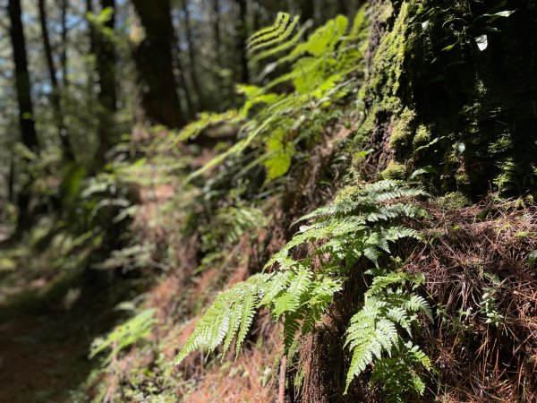 向陽日出，嘉明湖光2866351