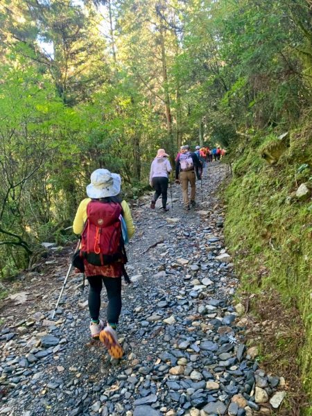 觀霧-榛山步道2926039