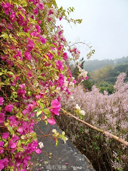【南投中寮】粉紅山丘麝香木。 瑰蜜甜心玫瑰園2450455