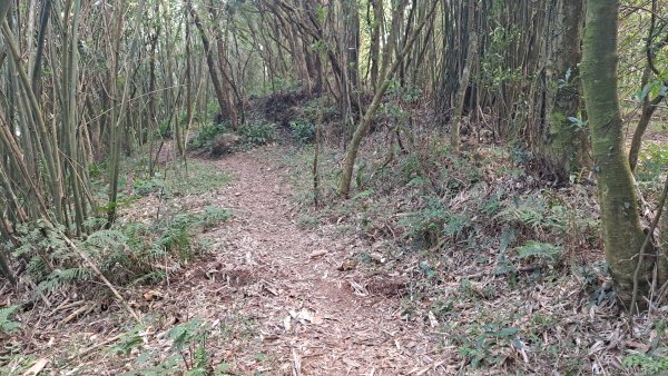 20240305坪頂古圳-登峰圳-內雙溪古道-瑪礁古道-大崎頭步道O繞2447229