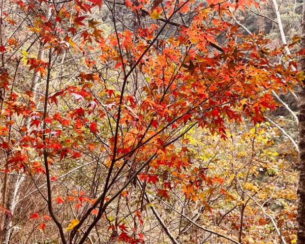 霞喀羅古道-養老進-白石駐在所折返2677517