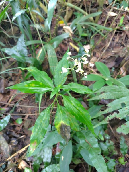 烏山、刣牛湖山、竹子尖山2891963