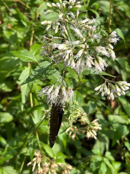 ［竹山］瑞龍瀑布步道  竹山第一美瀑之稱2909727