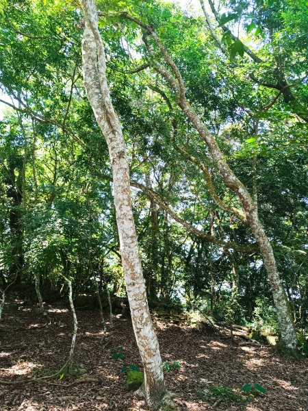 苗栗馬拉邦山2983724