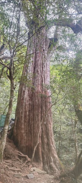 拉拉山國家森林遊樂區2752238