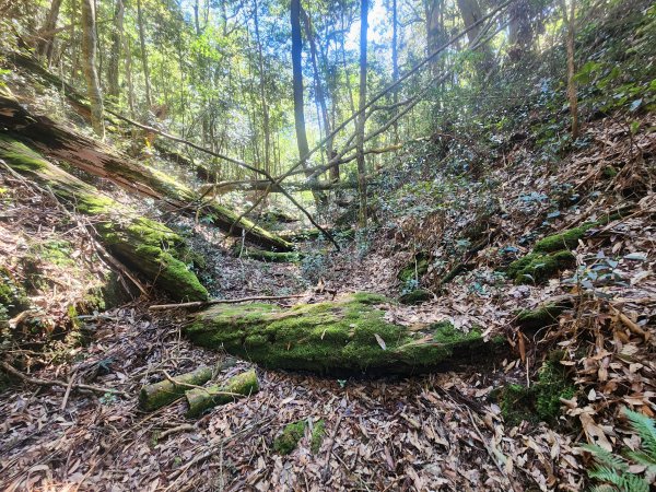 20250216水社大山潭南線2746133