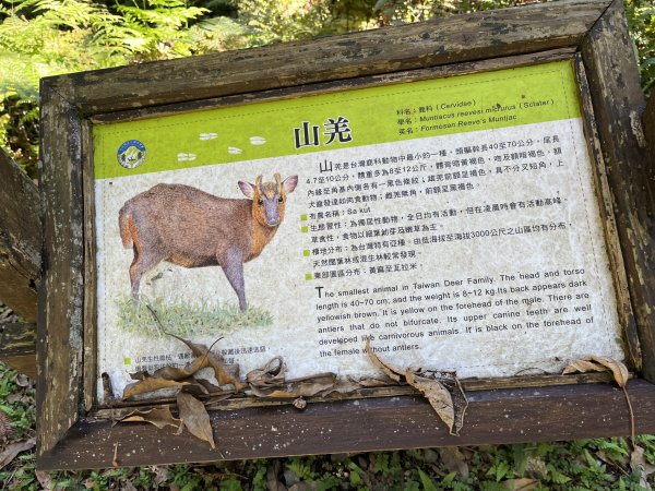 [玉山尋寶任務-03/12] 2025_0810 瓦拉米步道2857558