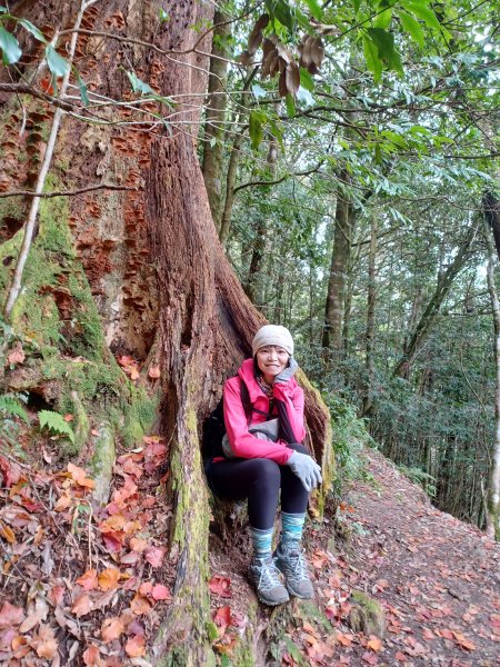 【台中和平】巧遇藍腹鷴帝雉。 稍來山步道2749908