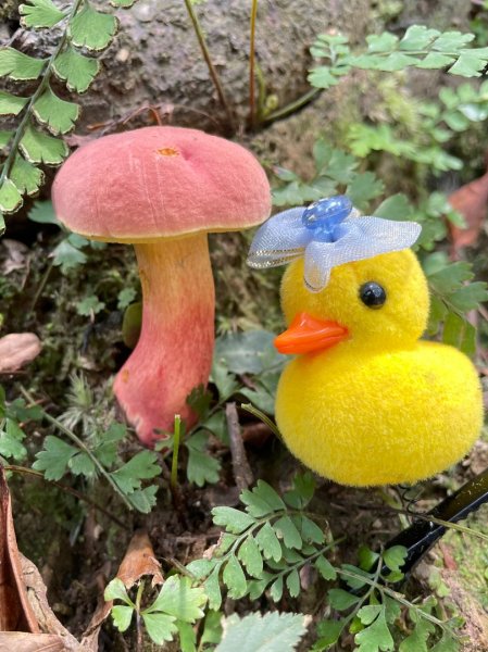 微笑山⛰️線-大棟-二格山-五分山-天上山-鳶山💎12條步道完成💙2841442