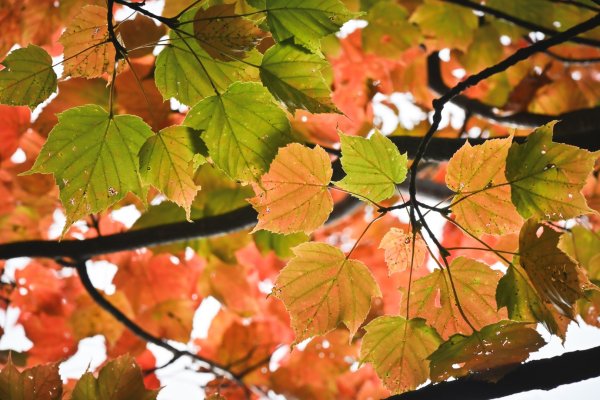 鳶嘴稍來步道賞楓季 ，大雪山門票優惠到12/31！2969531