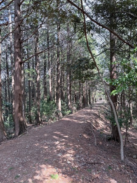 熊野古道中邊路D2 清姬--近露王子 2025.3.172745410