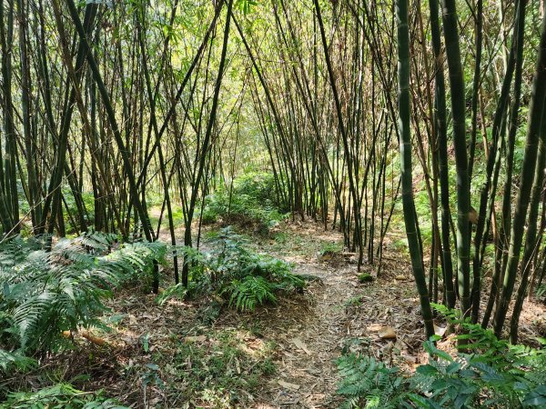 20240114指南宮站經猴山岳二格山鵝角格山至貓空站2430823