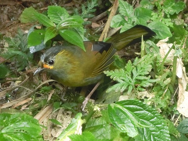 溪頭銀杏神木彩虹橋459528
