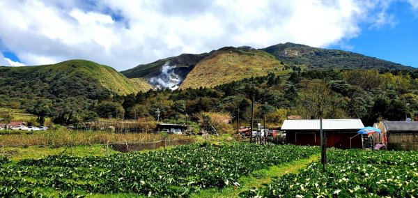 暢遊陽明山海芋季，探索綠光森林，北投頂湖山，連走青楓步道，海芋環狀步道