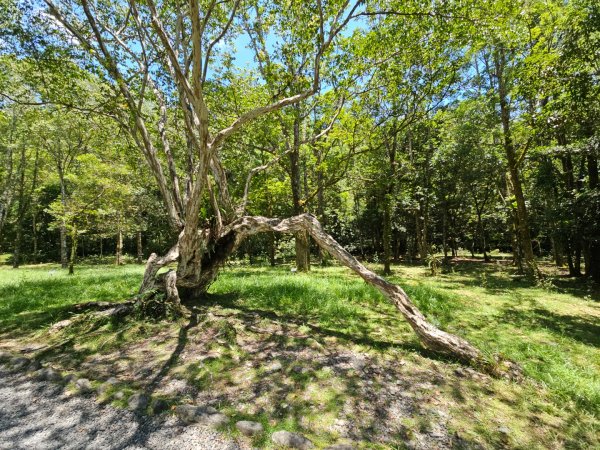 福山植物園 - (宜蘭)臺灣百大必訪步道2557627