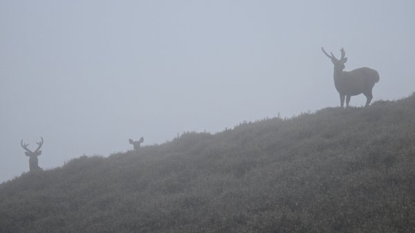奇萊主北三天二夜，意想不到高原反應超嚴重下，頭痛、噁心、拉肚子、呼吸不順，順利登頂奇萊主峰2793564