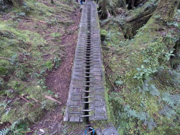 太平山見晴古道1457879