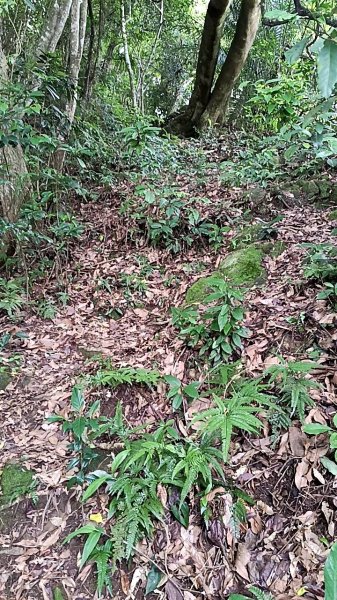 20250531 新竹關西 赤柯山及東獅頭山 O型2801097