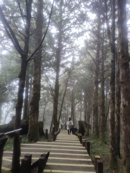 1150728太平山鐵杉林步道3096849