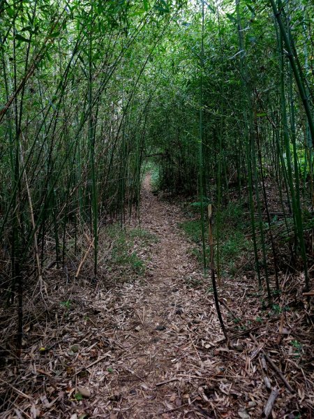 渡南古道+飛鳳古道 - 2024森遊竹縣皮皮獅Hike客任務2555036