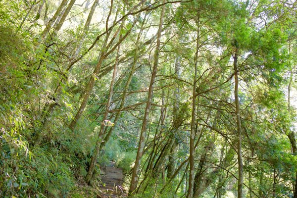 谷關七雄：八仙山468283