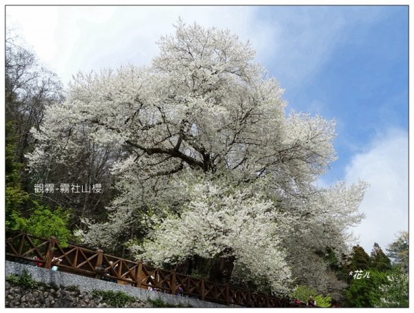 大雪山/霧社山櫻花開1643075