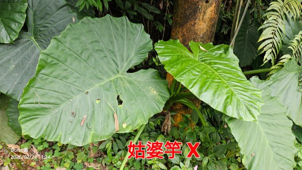 圓通寺烘爐地登山步道大O走3007028