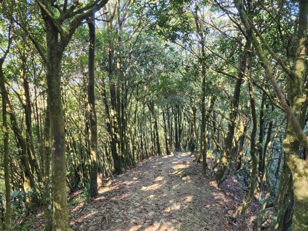 小百岳No.20⛰獅仔頭山2917942