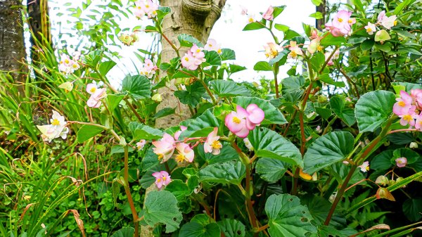 南港四小山。韓美磋2766473