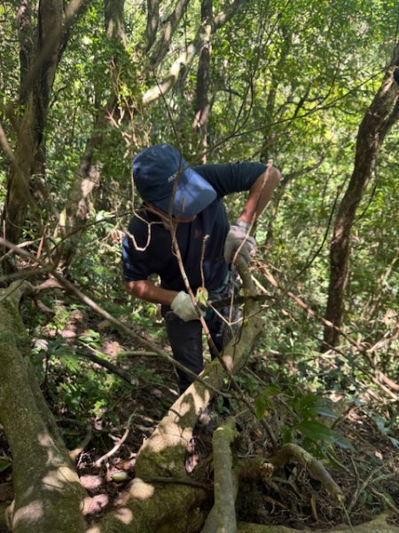 2025-08-30 豎旗山西北稜上-豎旗山-烏山古道西段下2874127