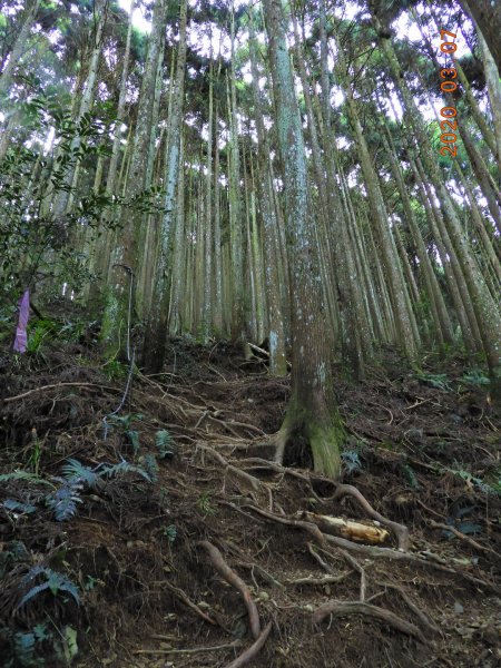 新竹 五峰 民都有山(面托油山)869210