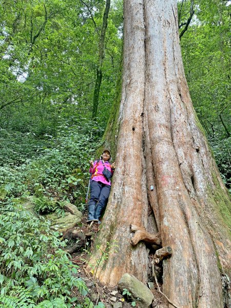 特富野古道、神木逍遙遊 20200606987129