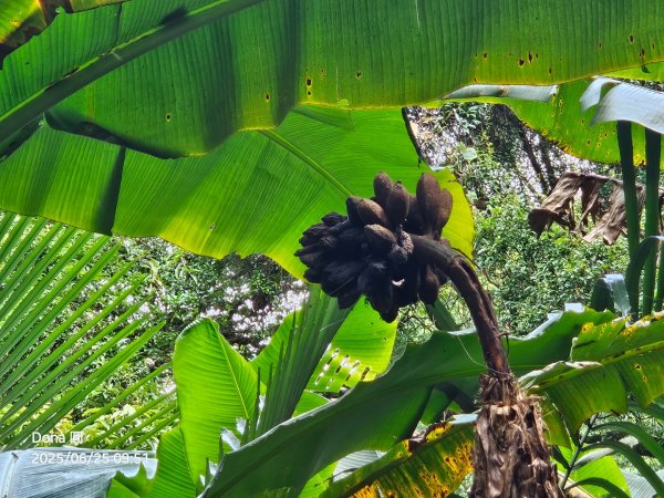 大溪大九芎步道上小百岳溪洲山(H577m)2844297