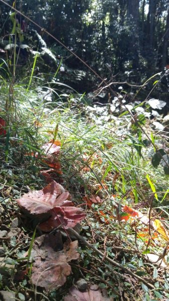 鳶嘴稍來賞楓行663216