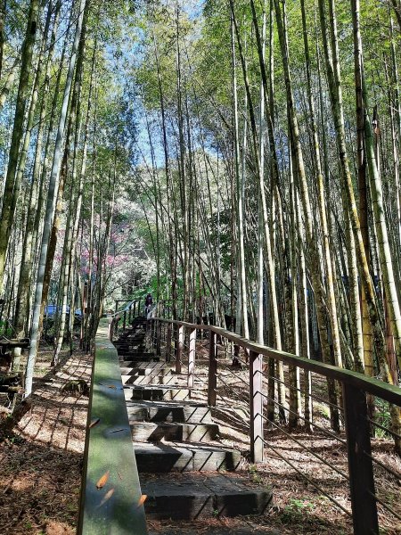 《嘉義》靜謐森林｜迷糊步道+福山古道202101231245297