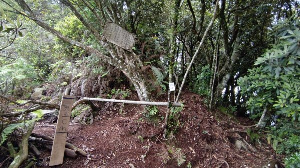 粉紅水晶蘭(長壽山~醜崠山下切出林道24.5k)2186321