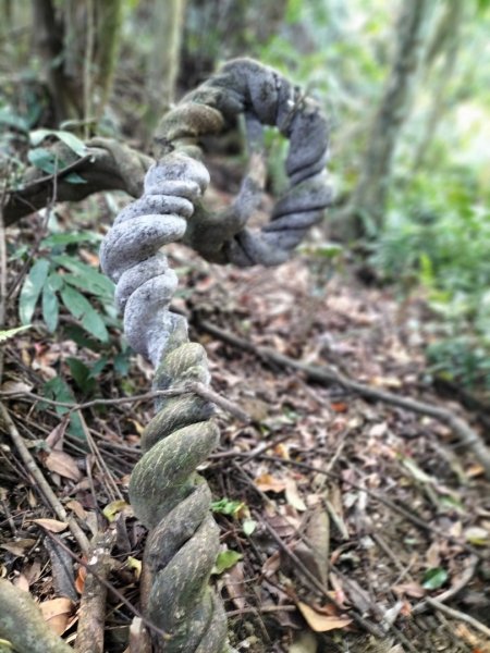 北宜路-崎頭崙山-六分山-肆方巖-楣子寮溪-銀河洞O型走2139124
