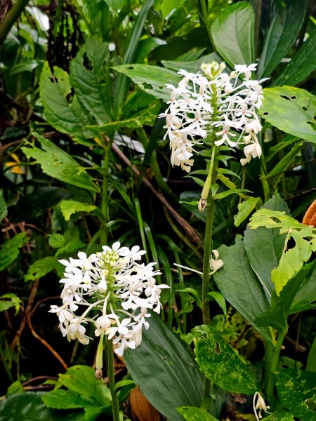 紅頭山-小百岳#97-台東縣蘭嶼鄉2901072