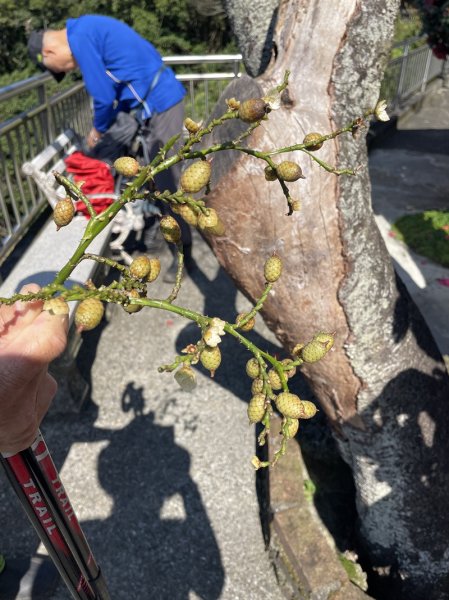 楓樹湖古道3012071