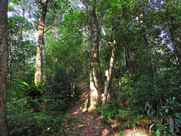 新北 坪林 九芎根山1422951