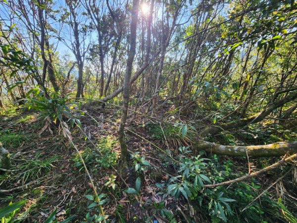 20260214磨碧潭山(坪林上三角崙山失敗中途撤退)回程順遊大尾山步道鬼子瀨尖3010924