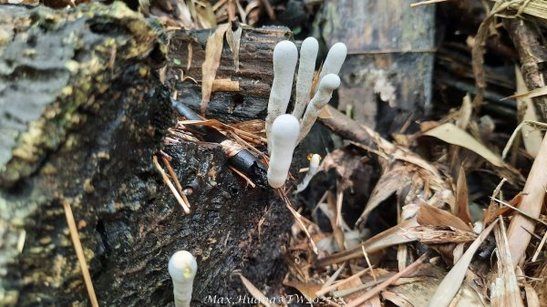 《台中》優美稜線｜橫嶺山自然步道（大雪山社區南登山口）202505312800149