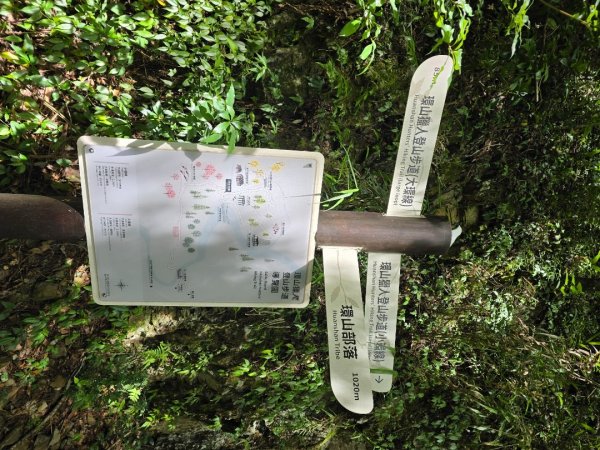 志佳陽大山（回程走高繞環山獵人登山步道）2542115