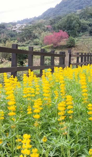樟樹步道魯冰花2420334